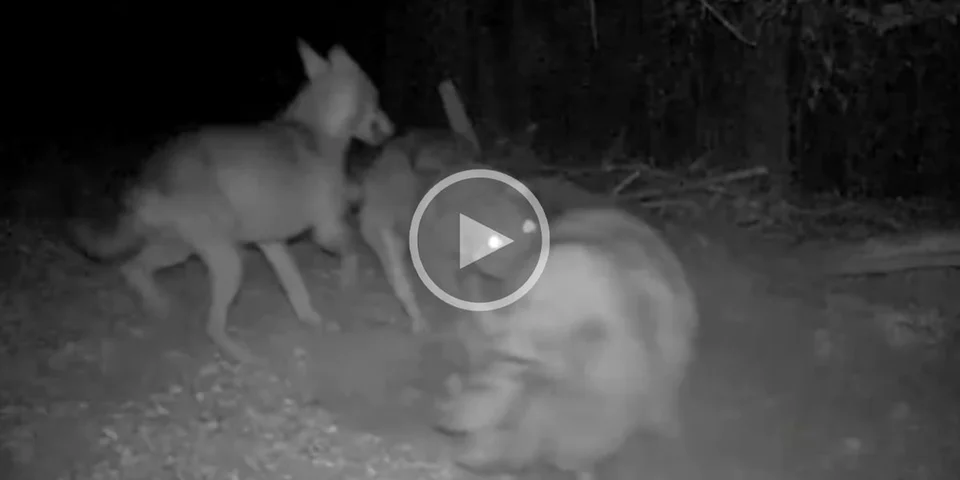 [Vidéo] Des loups volent un cochon dans une ferme