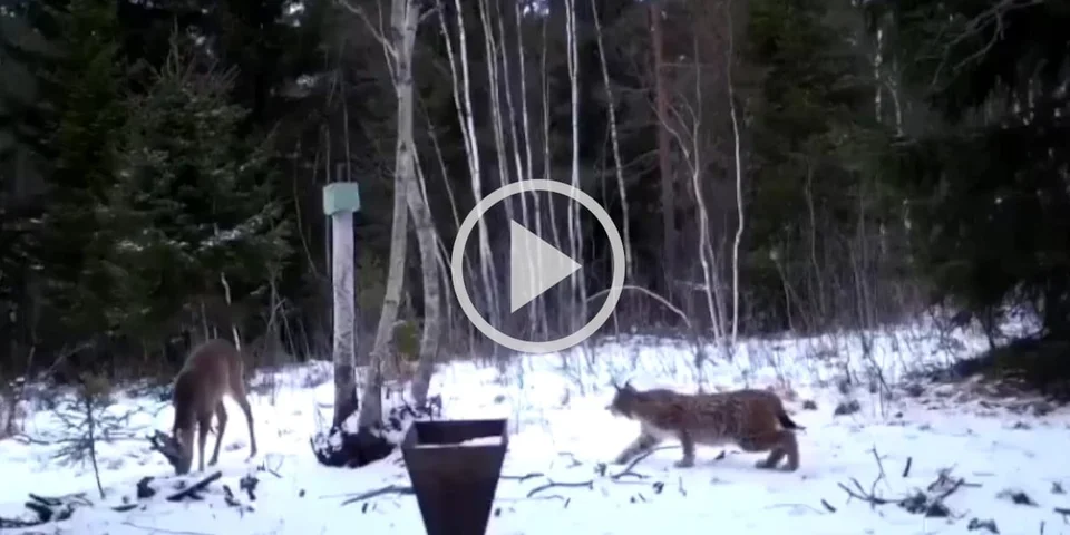 [Vidéo] Un lynx se jette littéralement sur le dos d’un chevreuil