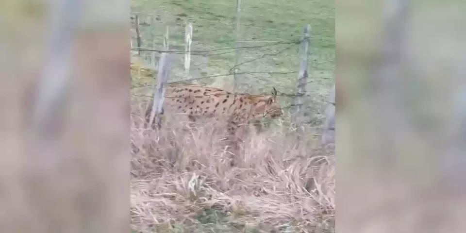 lynx au bord de la route
