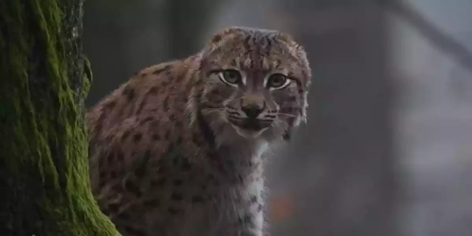 lynx sans oreilles