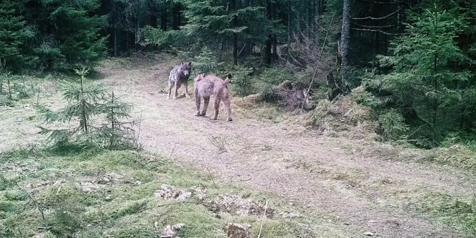 [Vidéo] Violent combat entre un loup et un lynx