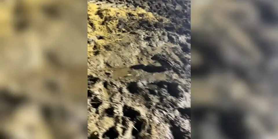 marcassin dans un hangar à foin