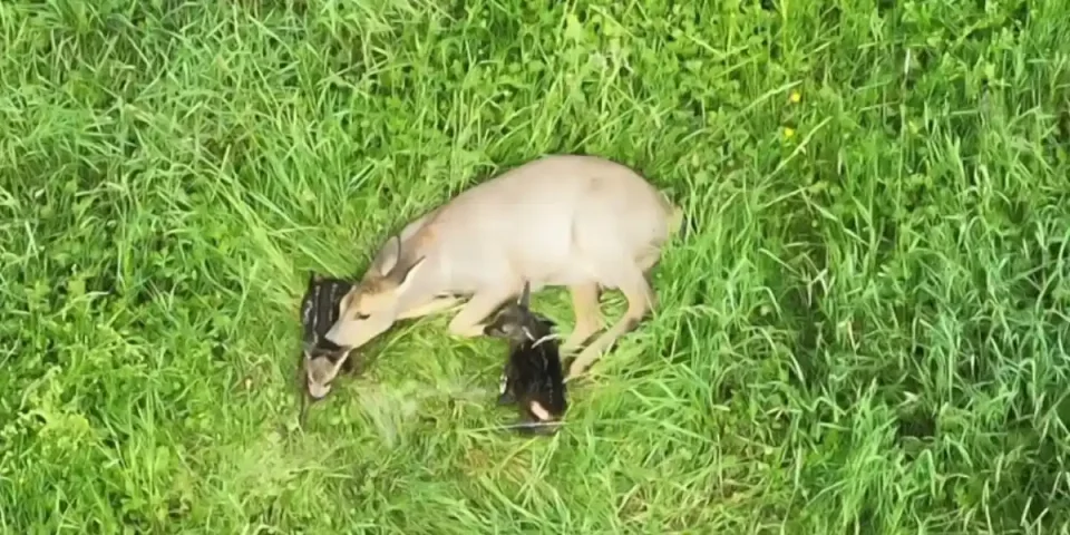 naissance de deux faons