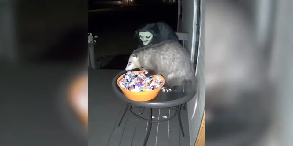 opossum vs halloween