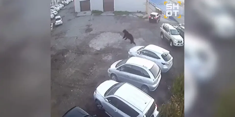 ours attaque un parking