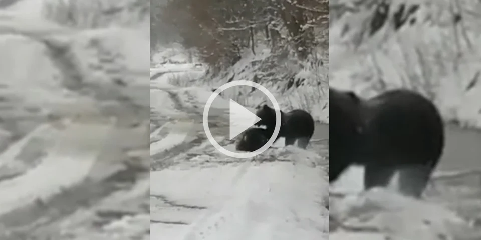 [Vidéo] Un sanglier de belle taille attaqué par un ours