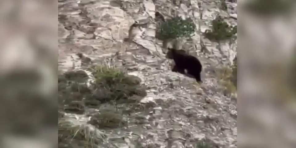 ours chasse pyrenees
