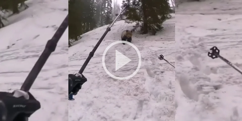 [Vidéo] Un ours s’approche dangereusement d’un skieur et d’une famille en randonnée