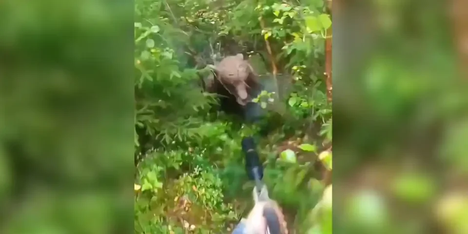 ours-vs-chasseur