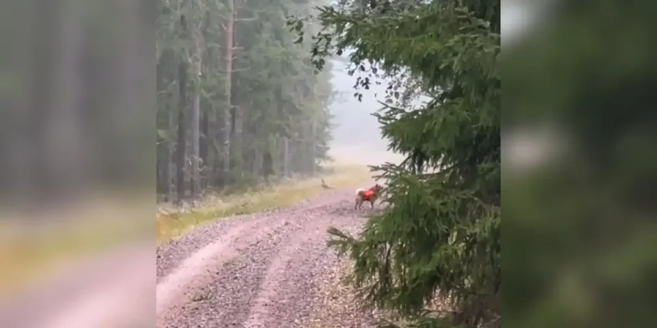 pas chien de chasse