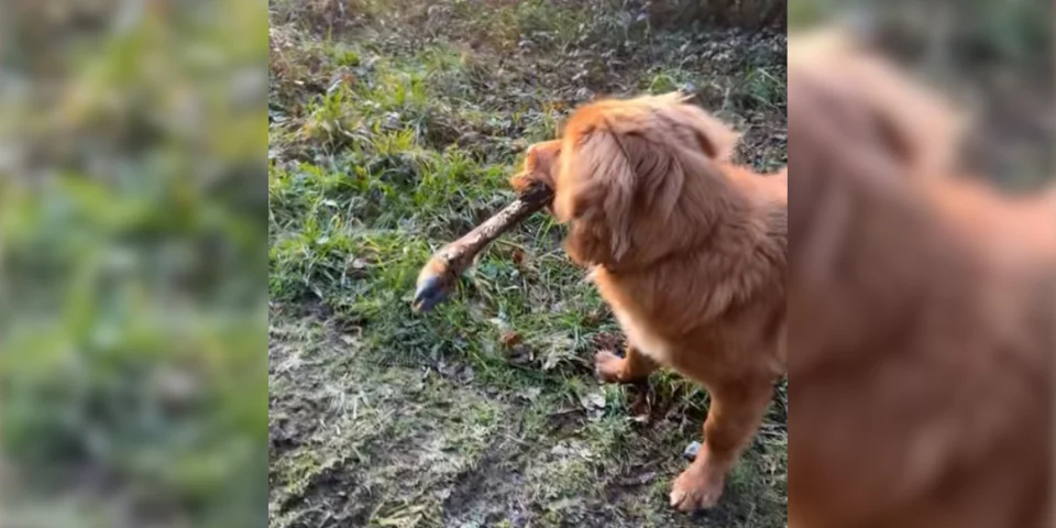 patte de chevreuil chien