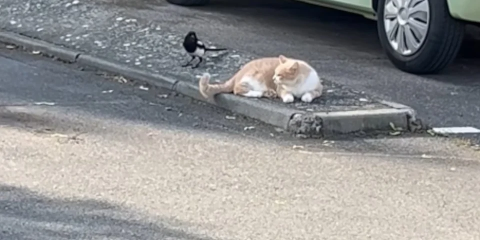 pie vs chat