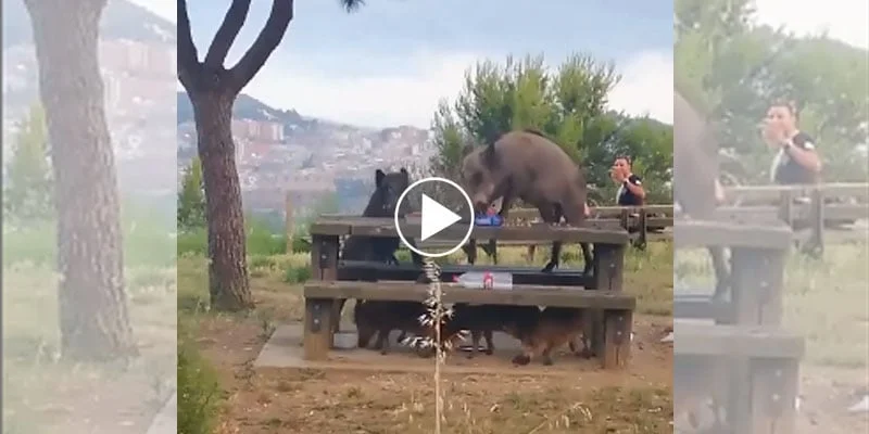 [Vidéo] Des sangliers s’attaquent au pique nique des touristes