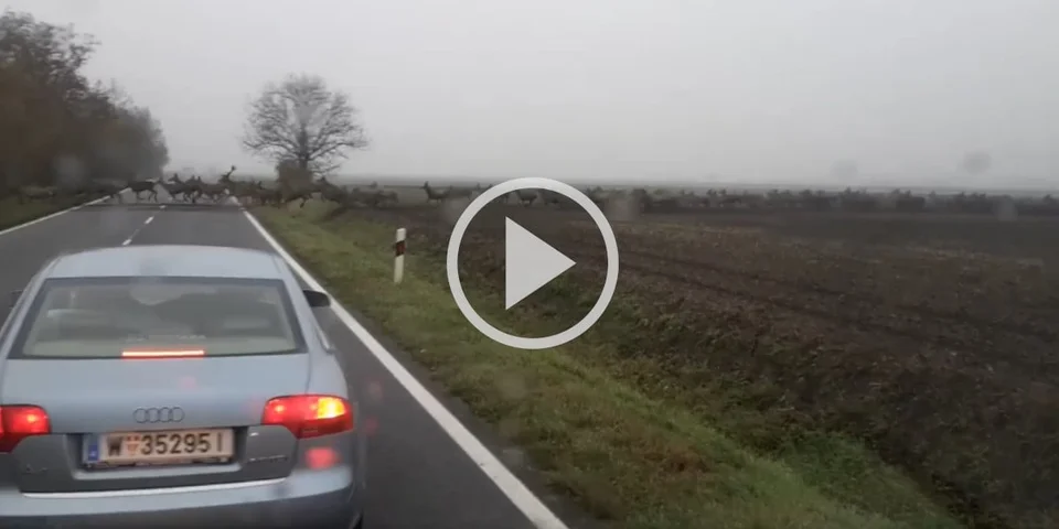[Vidéo] L’une des plus grosses hardes de cervidés du monde filmée par un automobiliste