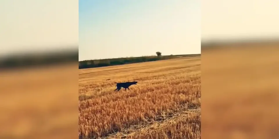 pointer ou pas pointer?