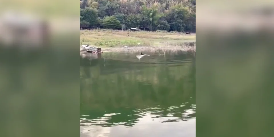 poisson trop gros