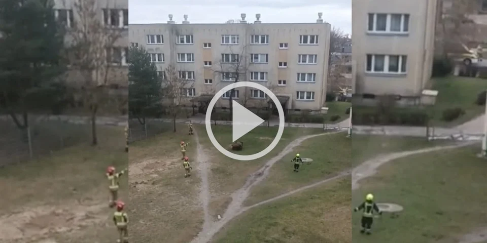 [Vidéo] Des sangliers évacués d’une zone urbaine par des pompiers