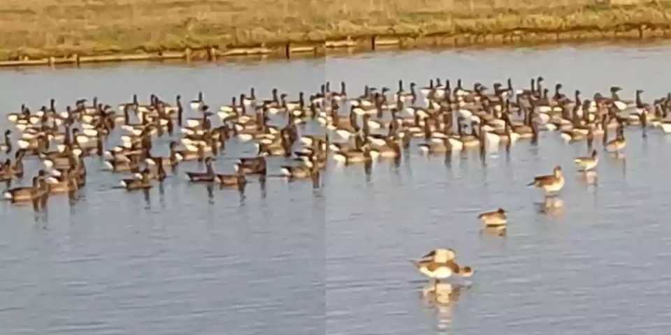 pose de bernaches dans la baie des veys
