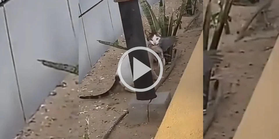 [Vidéo] Les chats, ce fléau pour les populations d’oiseaux