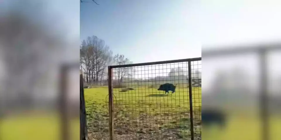 [Vidéo] Tir d’un sanglier de 130kg qui sort dans un pré à toute vitesse