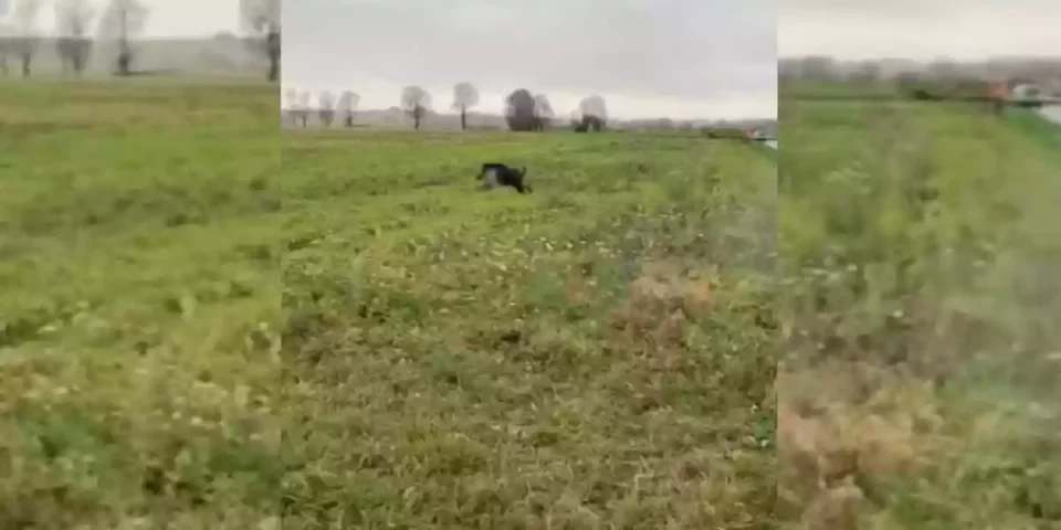 prelevement-dun-sanglier-de-plus-de-100-kilos