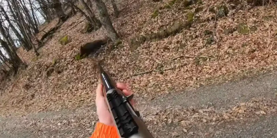 premier sanglier d'un jeune chasseur