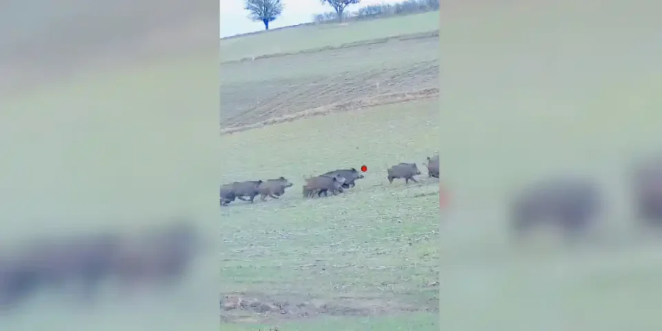 quadruplé de sangliers en deux balles