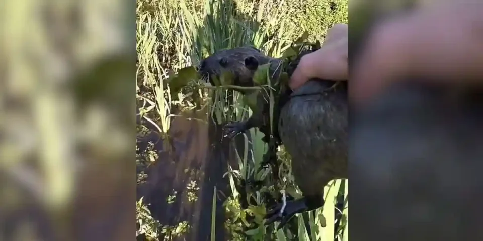 ragondin à mains nues