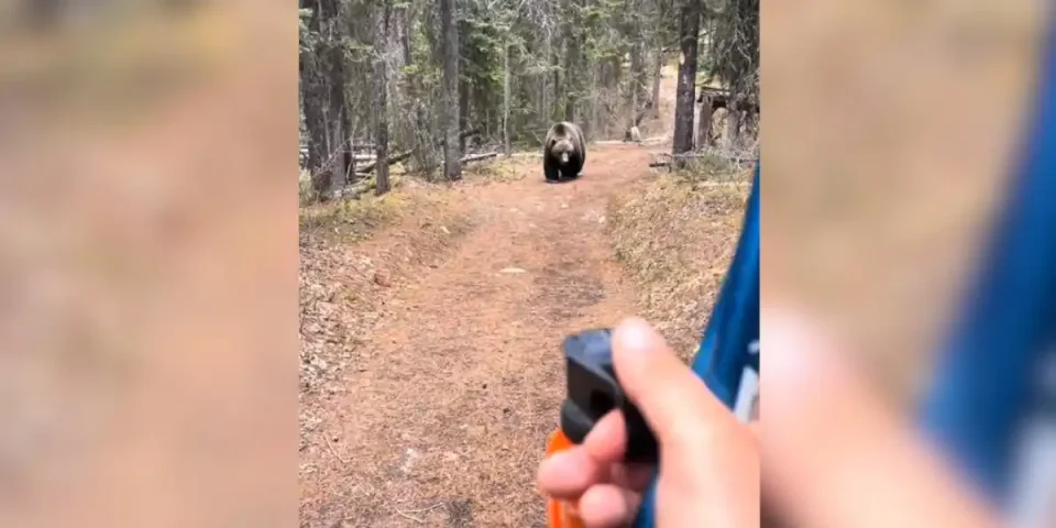 randonneur vs grizzly