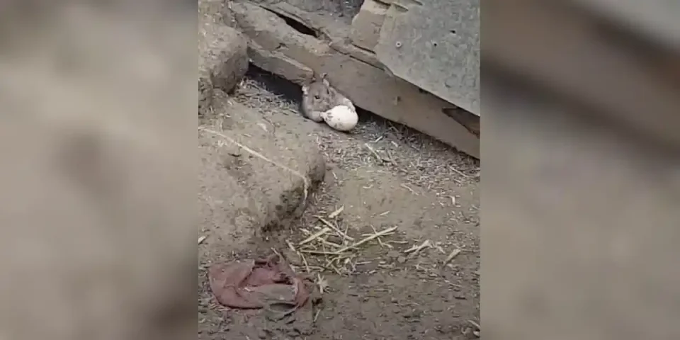 rat vole un oeuf