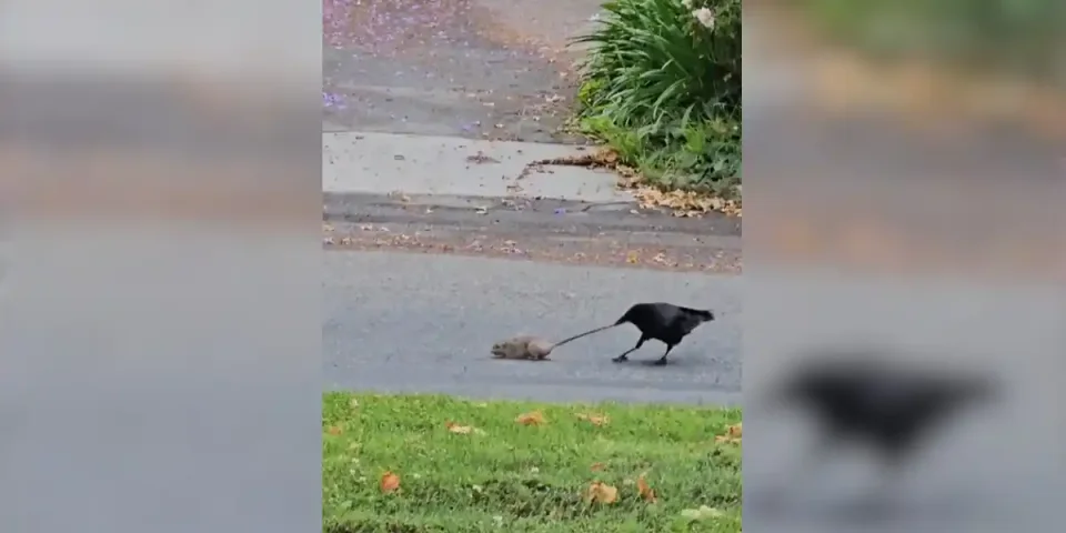 rat vs corbeau