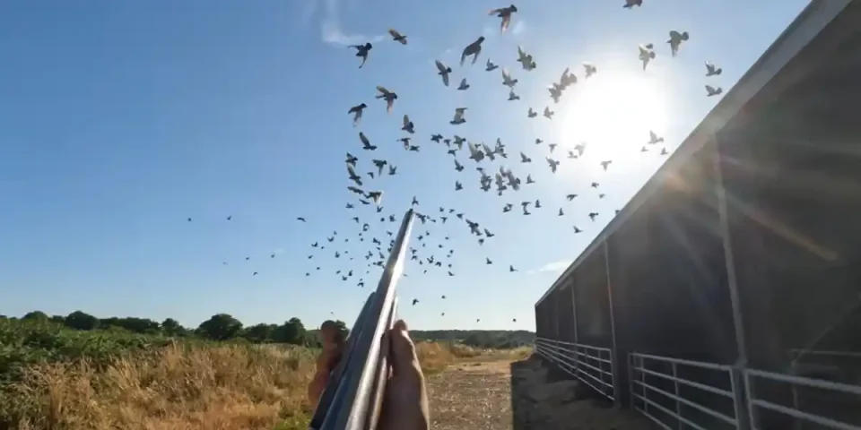 regulation pigeons de ferme