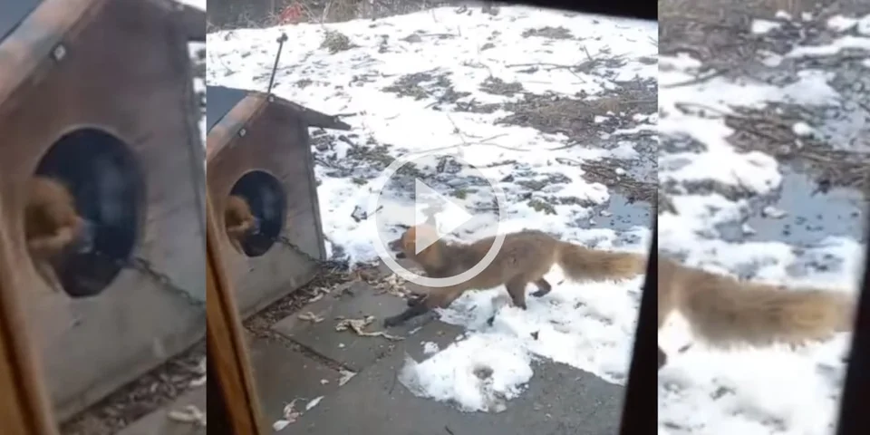 [Vidéo] Un renard s’en prend à un chien jusque dans sa niche