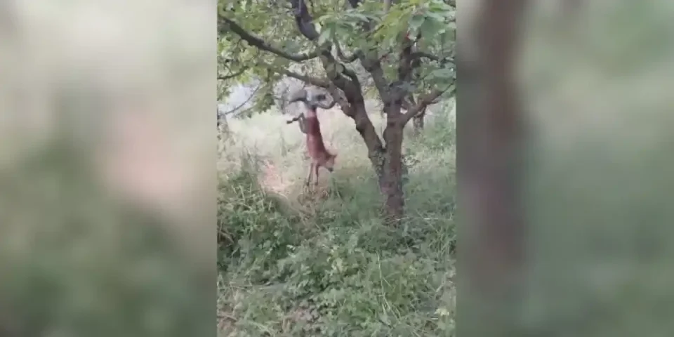 renard coincé dans un cerisier