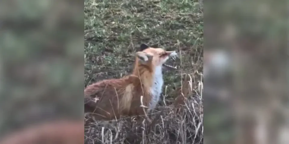 renard comportement bizarre
