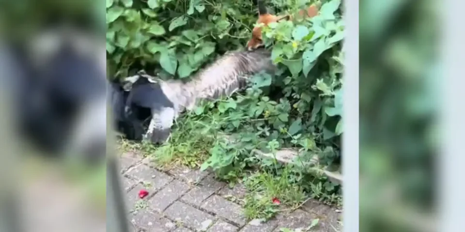 renard corbeau et goéland