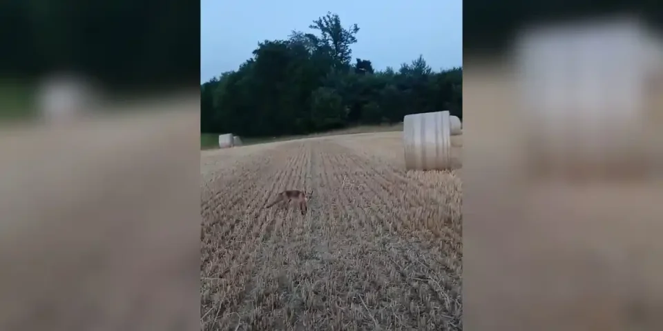[Vidéo] Un renard approche un chasseur au milieu des bottes de foin
