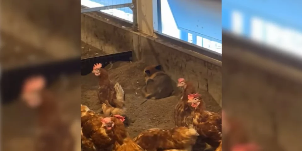 renard dans un poulailler