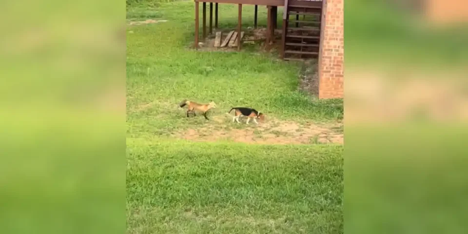 renard et chien de chasse