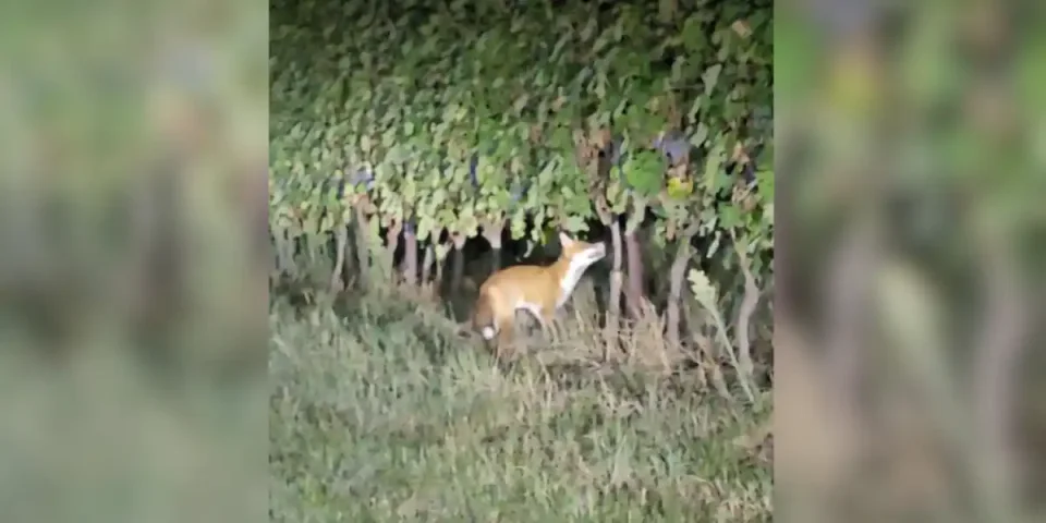 renard et raisin