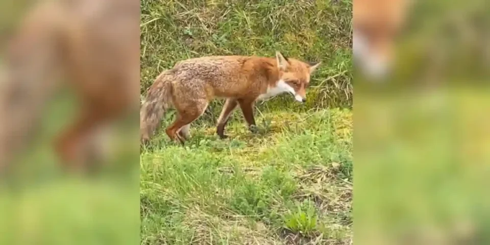 renard immobile au bord d'une route