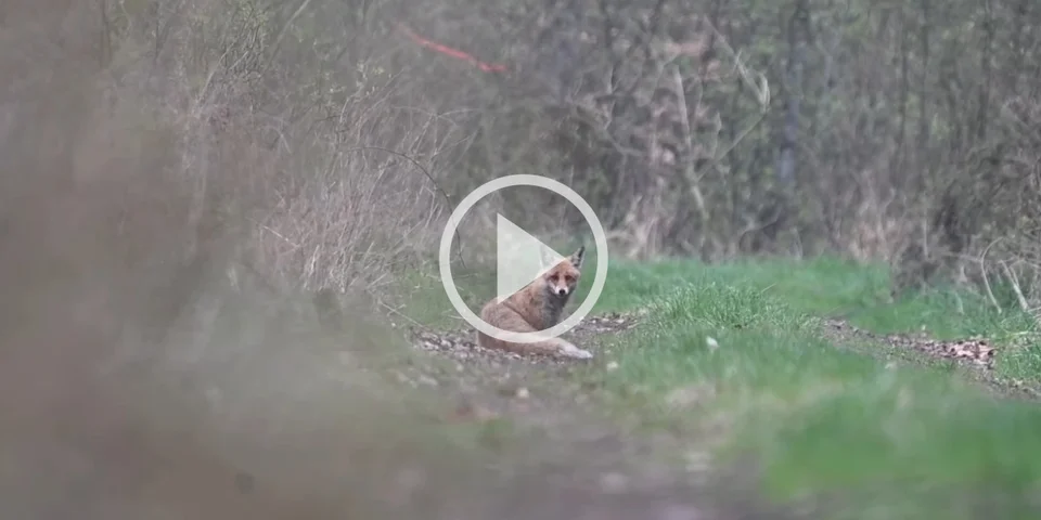 [Vidéo] Un renard intrigué par la présence d’un photographe