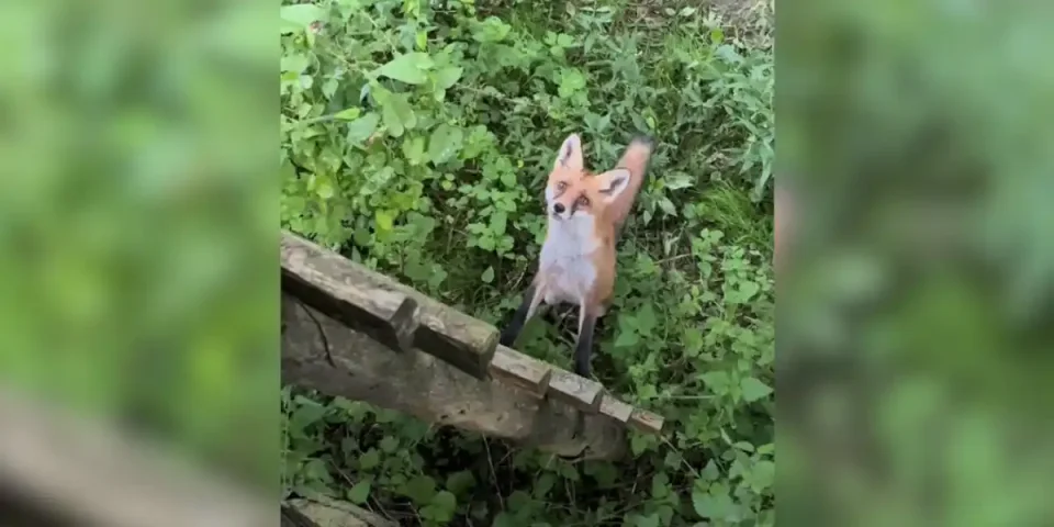 renard intrigué