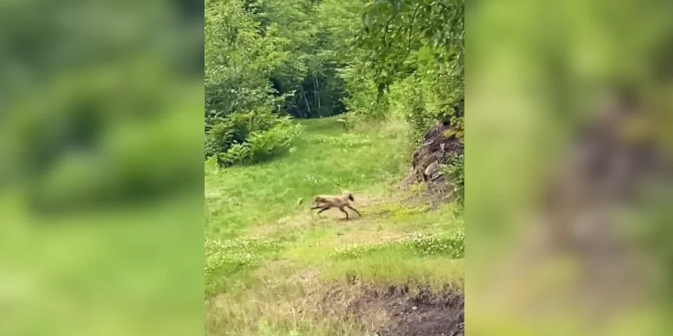 renard joue avec un jouet pour chien