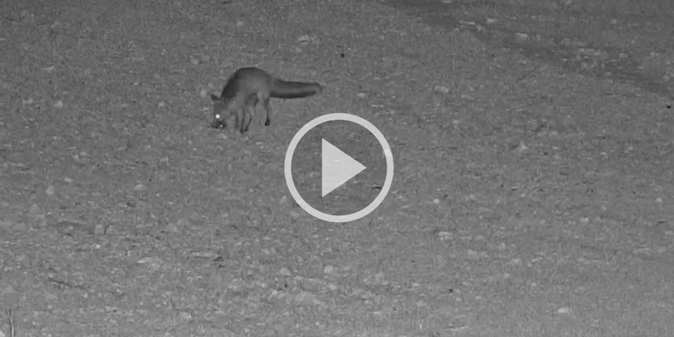 [Vidéo] Un petit lapin agonise tandis qu’un renard s’amuse à le poursuivre et à le jeter en l’air