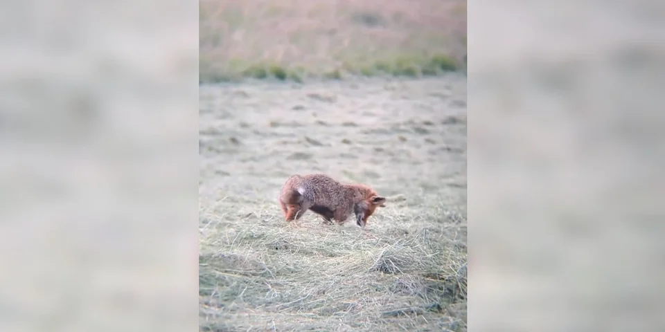 renard mulotte