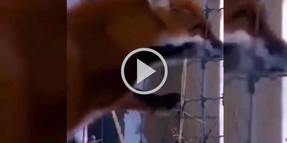 [Vidéo] Un renard démontre ses capacités d’infiltration et passe à travers les mailles d’un grillage