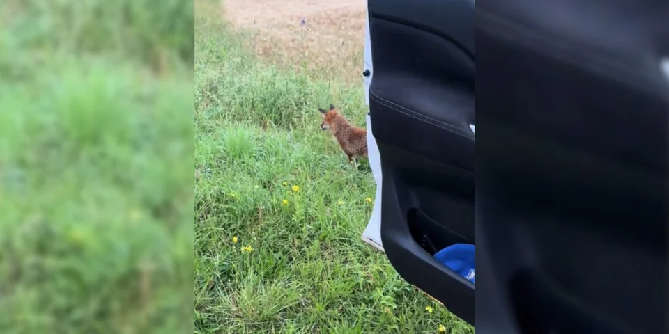renard portiere