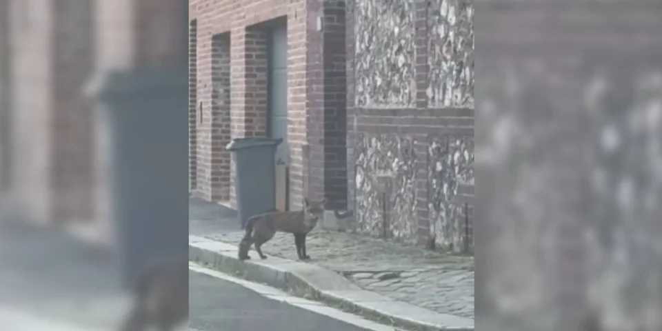 renard rouen