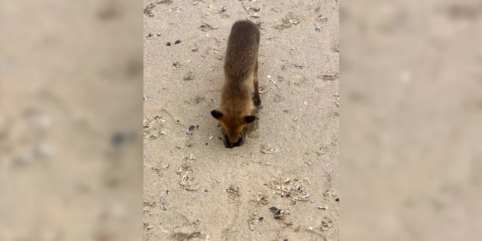renard sur la plage